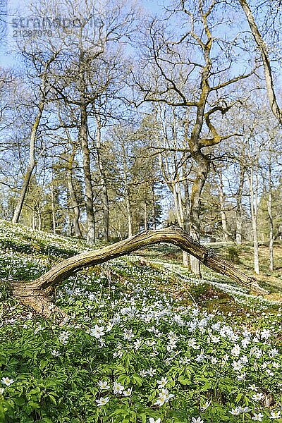 Schöne Buschwindröschen in einer Frühlingslandschaft