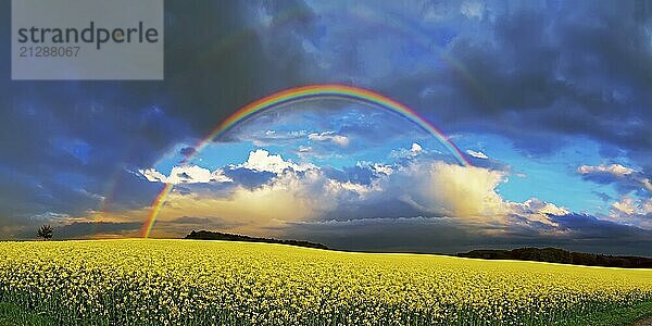 Panorama  Regenbogen über einem Rapsfeld