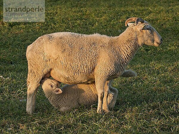 Eine Schafmutter auf einer Wiese stillt ihr kleines Lamm  beide wirken zufrieden und entspannt  Borken  münsterland  Deutschland  Europa