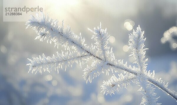 Ein mit Frost und Schnee bedeckter Zweig. Die Sonne scheint darauf und schafft eine schöne und heitere Atmosphäre AI erzeugt  KI generiert