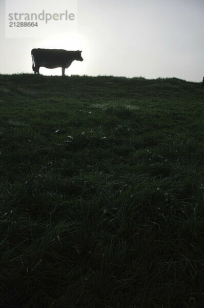 Silhouette einer Jersey Kuh auf der Weide  Westküste  Neuseeland  Ozeanien