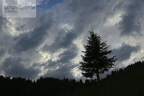 Umrisse eines Tannenbaums und dramatischer Himmel