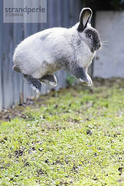 Eine schöne lop Kaninchen gegen einen isolierten Hintergrund der langen grünen Gras