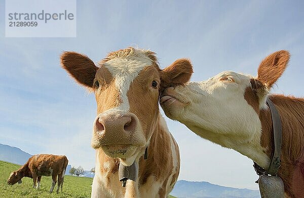 Landwirtschaft  Tier  Tierthemen  Rind  Rindvieh  Land  auf dem Lande  Kuh  Kühe  verrückt  Neugier  niedlich  Bauernhof  Ackerland  Feld  freundlich  Freundschaft  lustig  Gras  grasen  Kopf  Kopfschuss  Pflanzenfresser  Herde  Humor  Ideen  Nachahmung  Kuss  Vieh  in die Kamera schauen  Liebe  Säugetier  Wiese  Muhen  im Freien  Weide  Porträt  Romantik  ländlich  Sommer  reden  Zweisamkeit