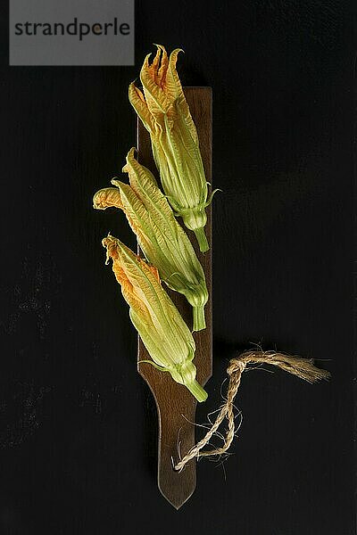 Präsentation der gelben Kürbisblüte auf schwarzem Hintergrund