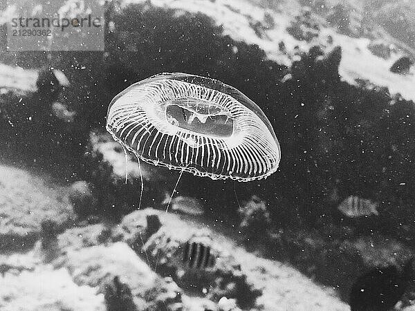 Black and white close up jellyfish underwater  Kingstown  Saint Vincent and the Grenadines