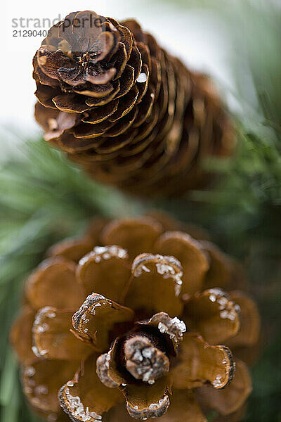 Close up of decorative pine cones