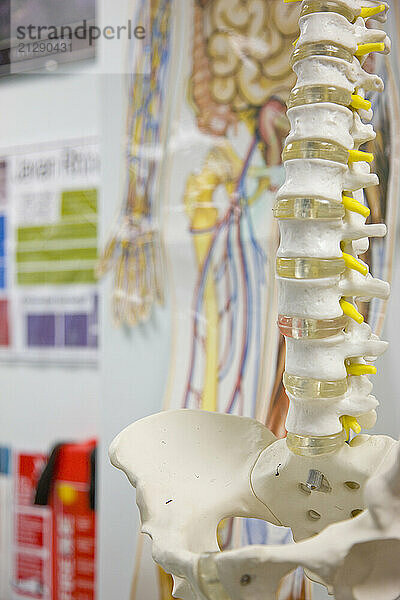 Close up of an anatomical model of the spinal column and pelvis in a biology classroom