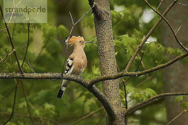 Hoopoe bird perched on tree branch  Germany