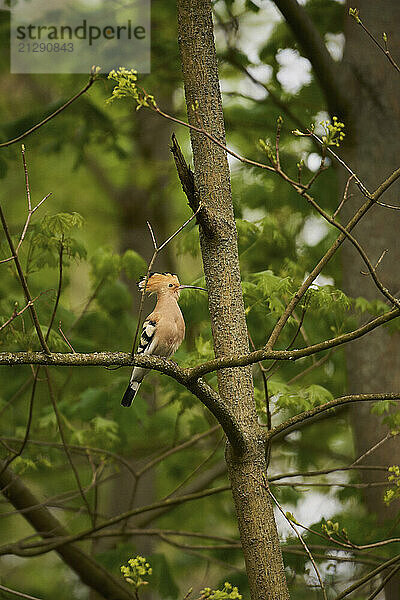 Hoopoe bird perched on tree branch  Germany