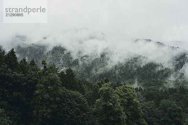 Scenic landscape view of fog over tranquil green mountain treetops  Schwaz  Tyrol  Austria