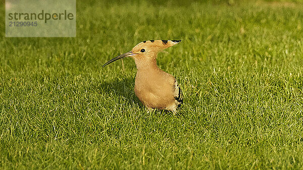 Hoopoe bird standing in sunny grass