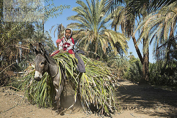 Children perched on the fodder carried on a donkey's back near the village of Ramadi  west bank of the Nile south of Edfu  Egypt  North Africa  Africa