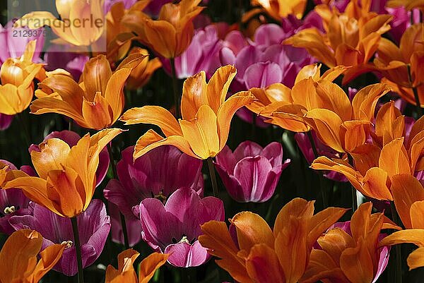 Field with assorted colors tulips. Colorful spring fresh dutch tulips. Nature background. Pink and orange tulips. CLose-up