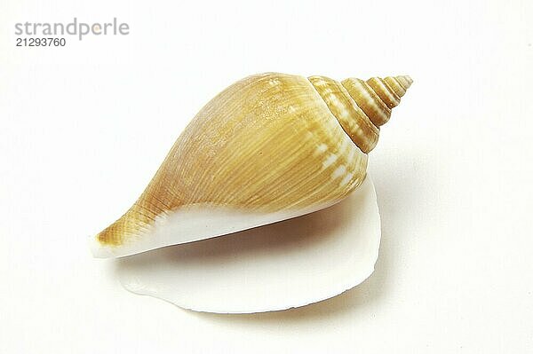 Snail on white background