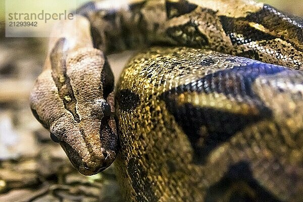 Boa constrictor  a species of large  heavy bodied snake