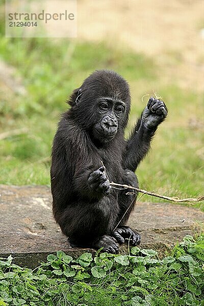 Western gorilla (Gorilla gorilla)  young animal  playing  resting  sitting