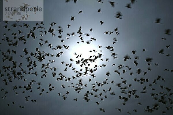 Blackground with flock of black Corvus monedula birds in flight  blurred motion  against dark sky