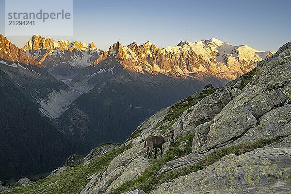 Alpine ibex (Capra ibex)  adult male  in front of a mountain panorama at sunset  Grandes Jorasses and Mont Blanc peaks  alpenglow  Mont Blanc massif  Chamonix  France  Europe