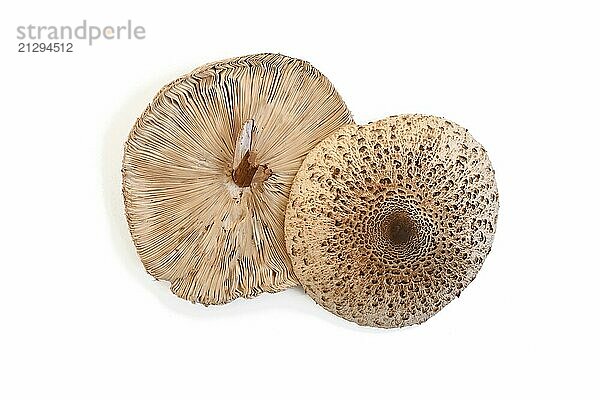 Top view of Parasol Mushrooms from lower and upper side on white background