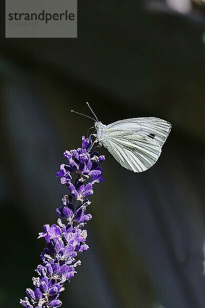 Cabbage butterfly (Pieris brassicae) female on a flower of true lavender (Lavandula angustifolia)  in front of a dark background Wilnsdorf  North Rhine-Westphalia  Germany  Europe