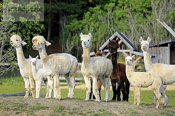 Herd of brown and white Alpacas  Vicugna pacos  looking towards camera on a meadow of an alpaca farm. Alpacas are friendly and sociable animals