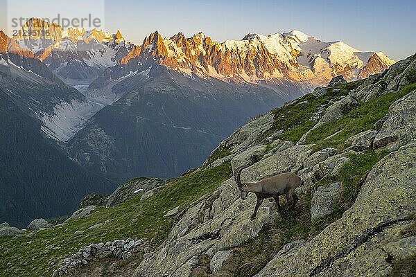 Alpine ibex (Capra ibex)  adult male  in front of a mountain panorama at sunset  Grandes Jorasses and Mont Blanc peaks  alpenglow  Mont Blanc massif  Chamonix  France  Europe