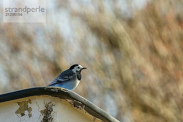 White Wagtail sitting on the railing at a boat