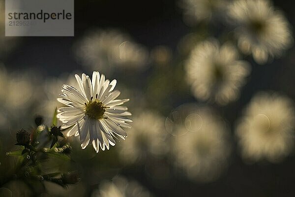 Close-up of white flower blossoms  Aster (Aster sp.)  in soft light with blurred background  Hesse  Germany  Europe