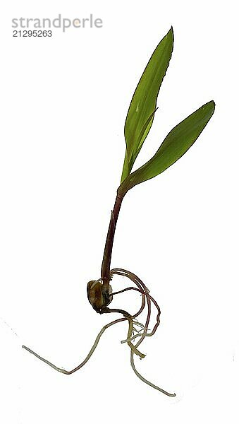 Corn sprout with roots isolated on white background. A young shoot with two leaves