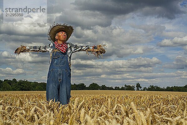 Man dressed as a scarecrow in a wheatfiled