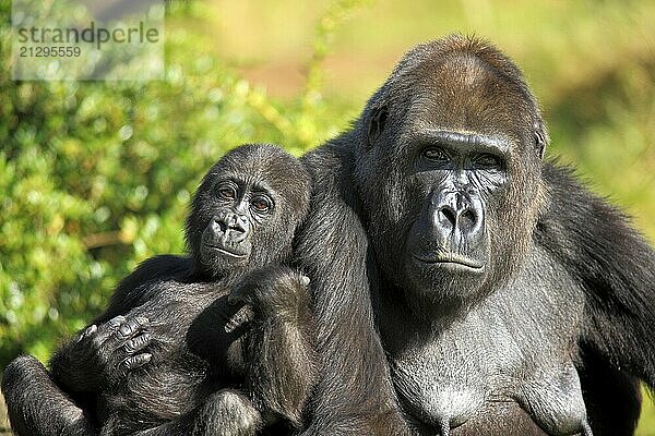 Western gorilla (Gorilla gorilla)  adult  female  juvenile  portrait  social behaviour