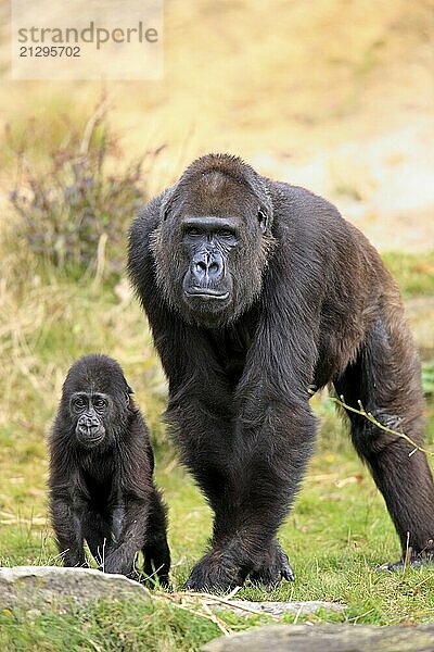 Western gorilla (Gorilla gorilla)  adult  female  juvenile  social behaviour