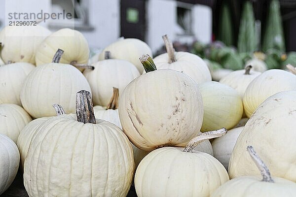 Large cream white colored pumpkins for sale at market