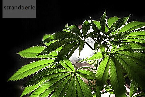 Selective focus closeup of backlit marijuana plant. Cannabis plant on a black background illuminated from behind by bright studio light source