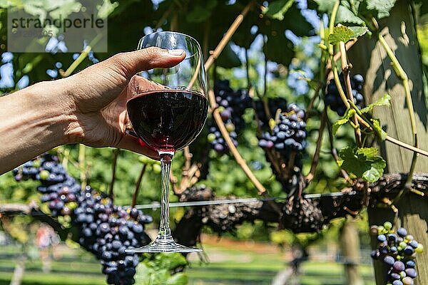 Man hand holding a glass of red wine in selective focus view against unripe red wine grapes background  Okanagan Valley vineyards