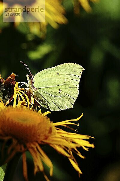 Lemon butterfly (Gonepteryx rhamny) on a yellow flower of a Great Telekie (Telekia speciosa)  in front of a dark background  Wilnsdorf  North Rhine-Westphalia  Germany  Europe