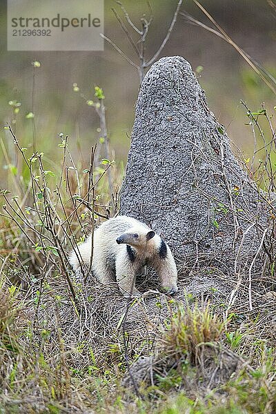 Southern tamandua (Tamandua tetradactyla) Pantanal Brazil