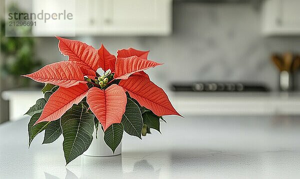 A red poinsettia plant sits on a white countertop. The plant is the focal point of the image  and it is surrounded by a white background AI generated