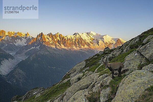 Alpine ibex (Capra ibex)  adult male  in front of a mountain panorama at sunset  Grandes Jorasses and Mont Blanc peaks  alpenglow  Mont Blanc massif  Chamonix  France  Europe