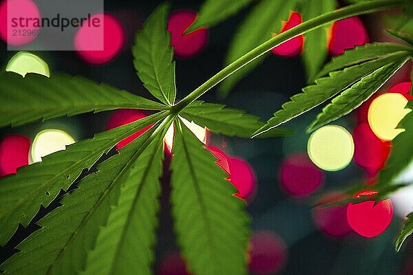 Selective focus closeup of the underside of a cannabis plant leaf. Blurry out of focus christmas lights in the background creating a bokeh effect