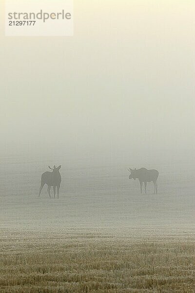 Two bull moose in a field on a foggy morning