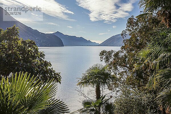 Amazing view from Olive trail on lake Lugano with small garden on coastline Helenium garden (?) and mountains of Swiss Alps and shiny surface of water of reflcetions of sun rays