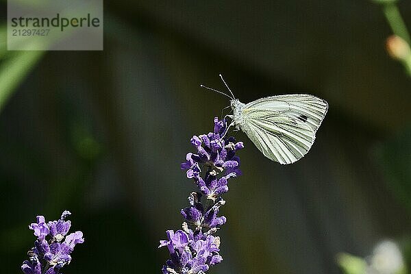 Cabbage butterfly (Pieris brassicae) female on a flower of true lavender (Lavandula angustifolia)  in front of a dark background  Wilnsdorf  North Rhine-Westphalia  Germany  Europe