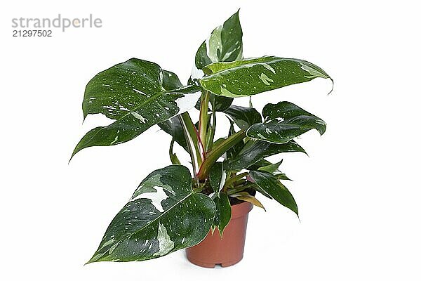 Potted tropical 'Philodendron White Princess' houseplant on white background