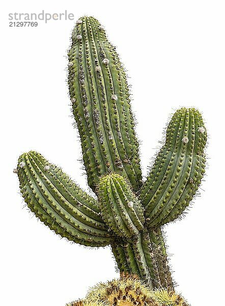 Giant Saguaro Cactus Tree  Isolated On A White Background