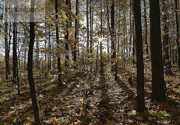 Beautiful autumn forest with sun shining