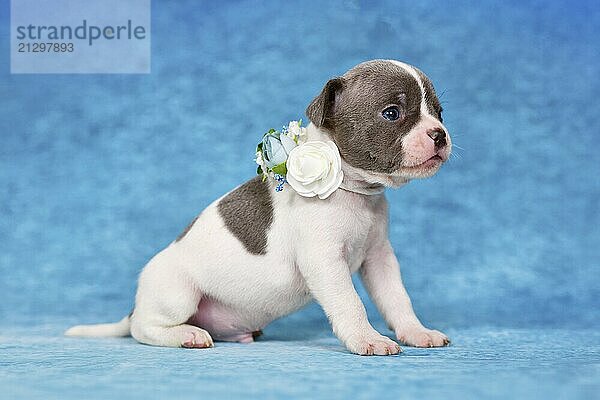 Pied young dog puppy with flower collar on blue studio background