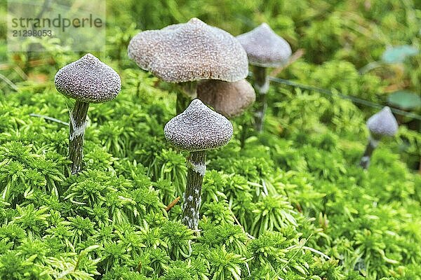 Cortinarius paleiferus fungus growing in the green moss