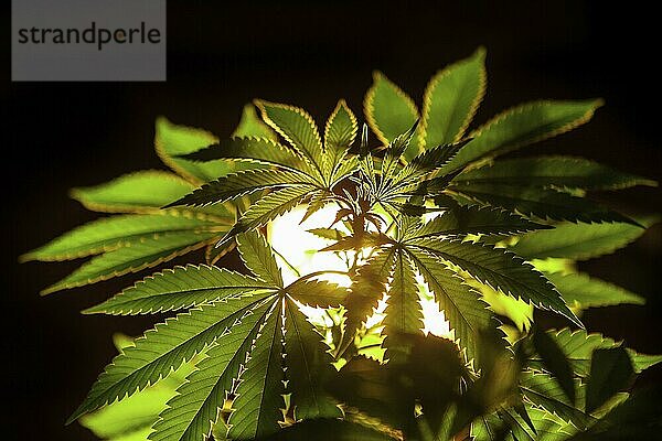 Selective focus closeup of backlit marijuana plant leaves. Cannabis plant on a black background lit from behind with a rectangular grow light